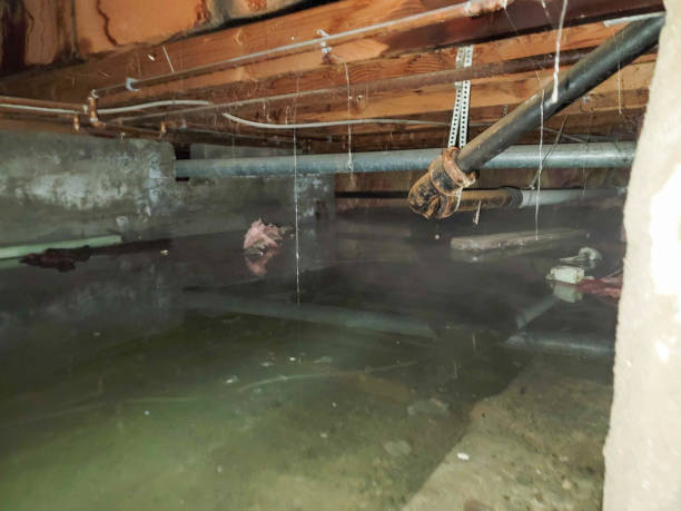 Best Carpet water damage restoration  in Millers Falls, MA