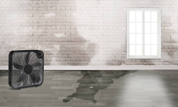Best Sewage cleanup and water damage restoration  in Millers Falls, MA
